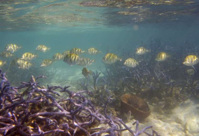 Arrecifes de coral han perdido el 50% de su "utilidad" en 70 años