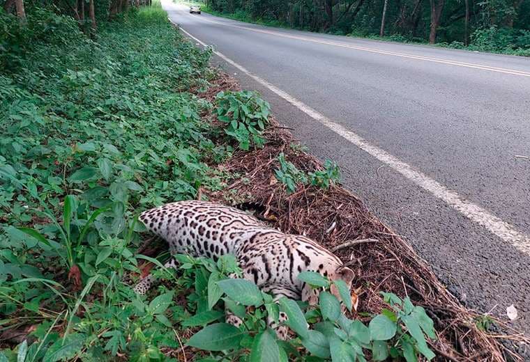 ¡Lamentable! Manigordo muere atropellado en Área de Conservación Guanacaste