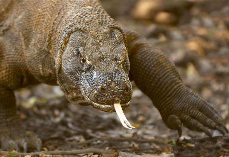 Dragón de Komodo, el mayor lagarto del planeta, está en peligro de extinción