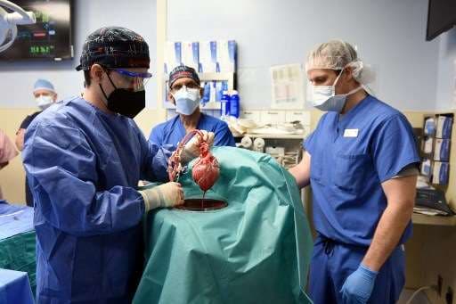 Muere en EE. UU. el primer paciente que recibió trasplante de corazón de cerdo
