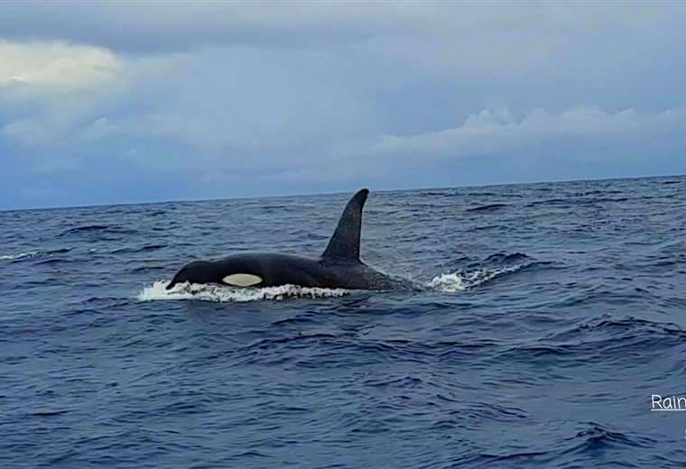 ¡Impresionante! Observan orcas en el Parque Nacional Corcovado