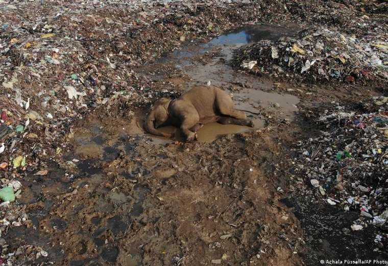 Elefantes están muriendo por comer residuos plásticos en vertedero de Sri Lanka