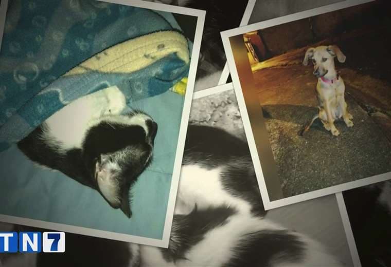 Envenenamiento masivo de 14 mascotas genera indignación y tristeza en Purral
