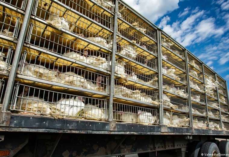 Investigación revela atroces condiciones del transporte de animales vivos