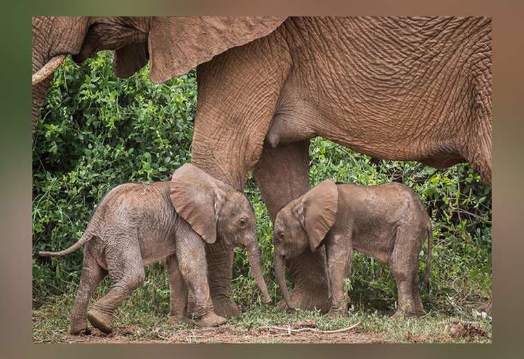 Inusual nacimiento de elefantes gemelos en Kenia