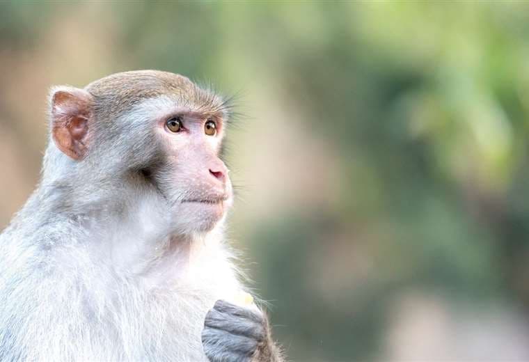 Tres monos de laboratorio escapados en EE. UU. fueron hallados y sacrificados
