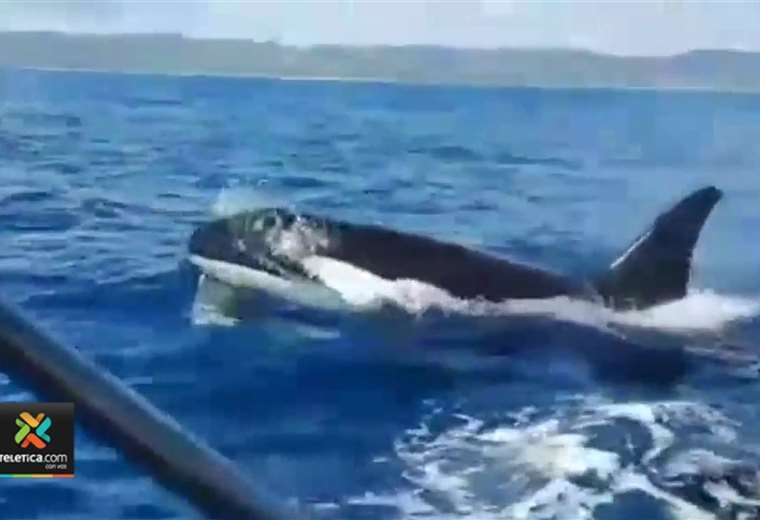 Avistamiento de delfines y ballenas sorprendió a turistas en Corcovado