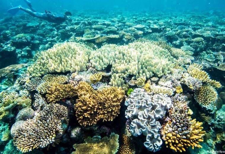 Australia anuncia $700 millones para proteger Gran Barrera de Coral