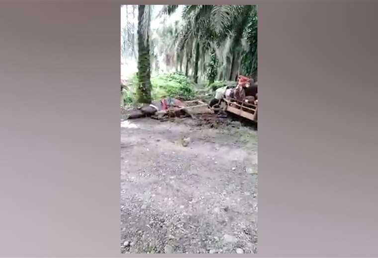 Senasa investigará maltrato a búfalo en plantación de palma aceitera en Quepos