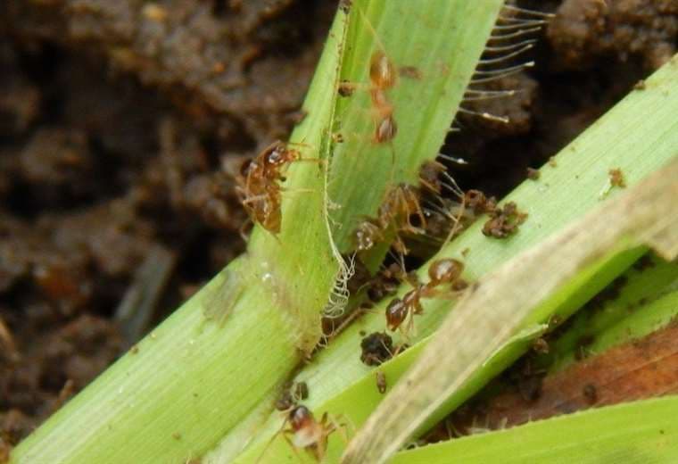 Hormiga “loca” no solo afecta cultivos, también animales silvestres y de granja