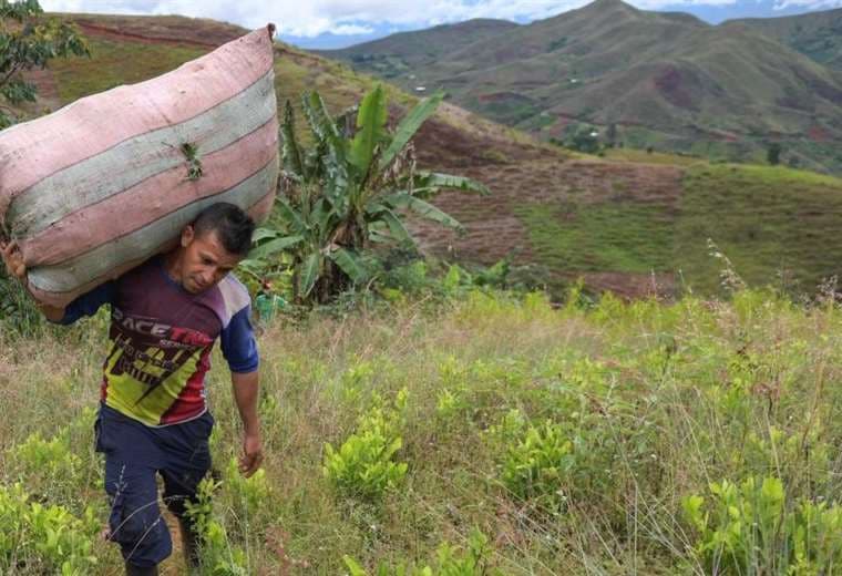 Colombia bate su propio récord de cultivo de coca, según informe de la ONU