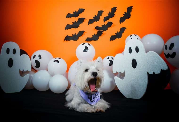 ¡Las mascotas también tienen opciones para celebrar este Halloween!