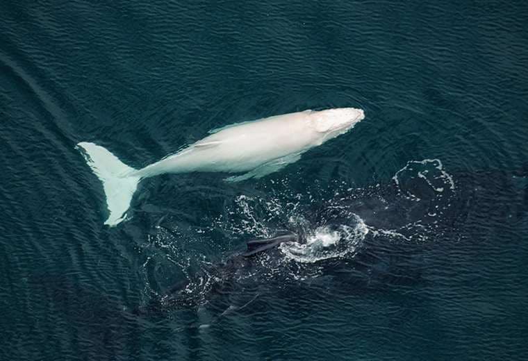 Biólogos ticos le siguen el rastro a ballena albina