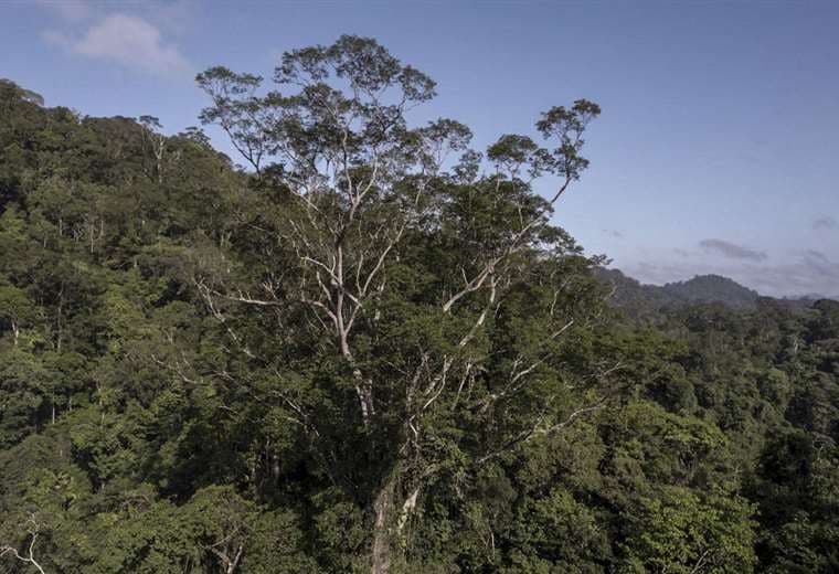 Científicos llegan en Brasil al árbol más alto de la Amazonía