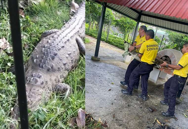 Bomberos capturan cocodrilo que se paseaba por parque en Liberia