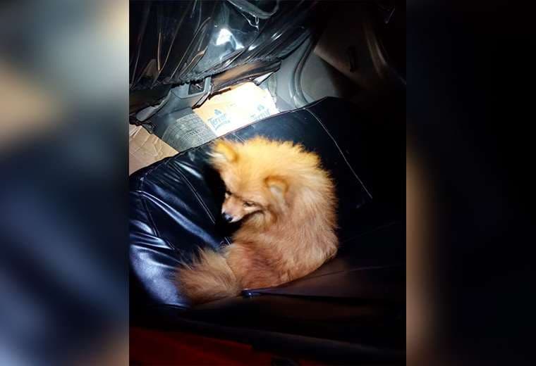 Policía recupera perro que fue robado mediante timo del depósito falso