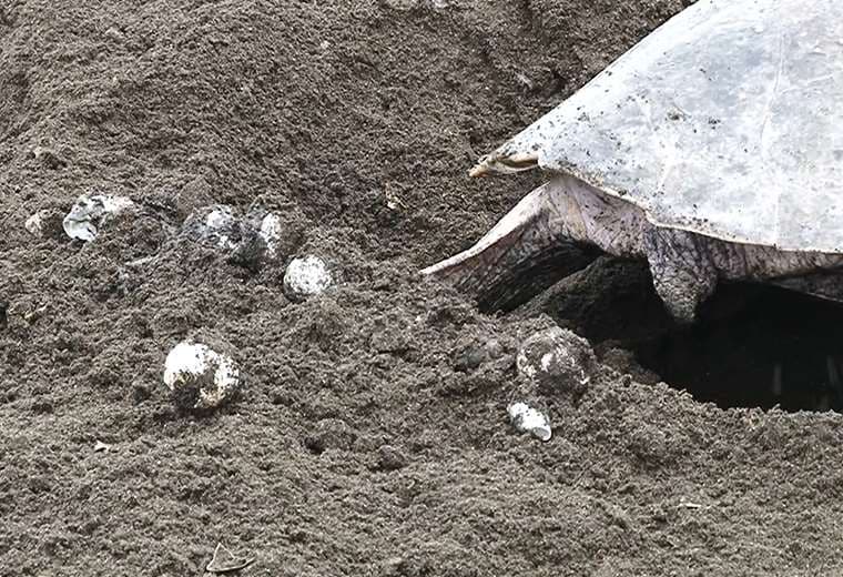 Desmitificando el consumo de huevos de la tortuga lora en Ostional