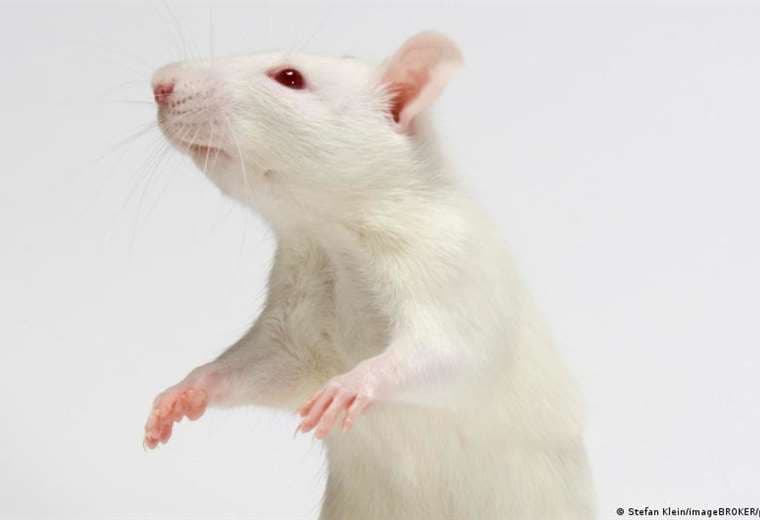 Las ratas tienen ritmo y pueden seguir el compás de Mozart, según nuevo estudio
