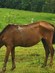 Autoridades en alerta por contrabando de miles de caballos en Zona Norte