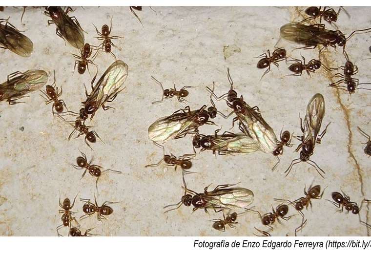Invasión de hormiga “loca” en Costa Rica: ¿Dónde se encuentran estos insectos?