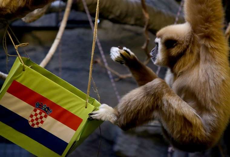 Un gibón del zoo de Zagreb predice una victoria de Croacia