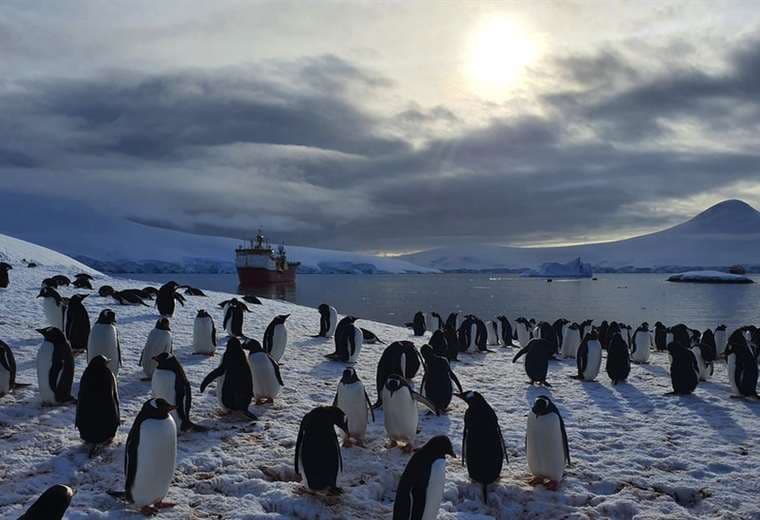 Rodeadas de pingüinos e icebergs: asi se pasa la Navidad en la oficina de correos del fin del mundo