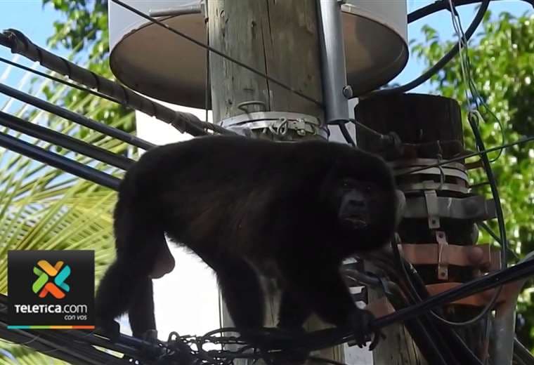 Tendido eléctrico se convirtió en trampa mortal para cientos de monos congos