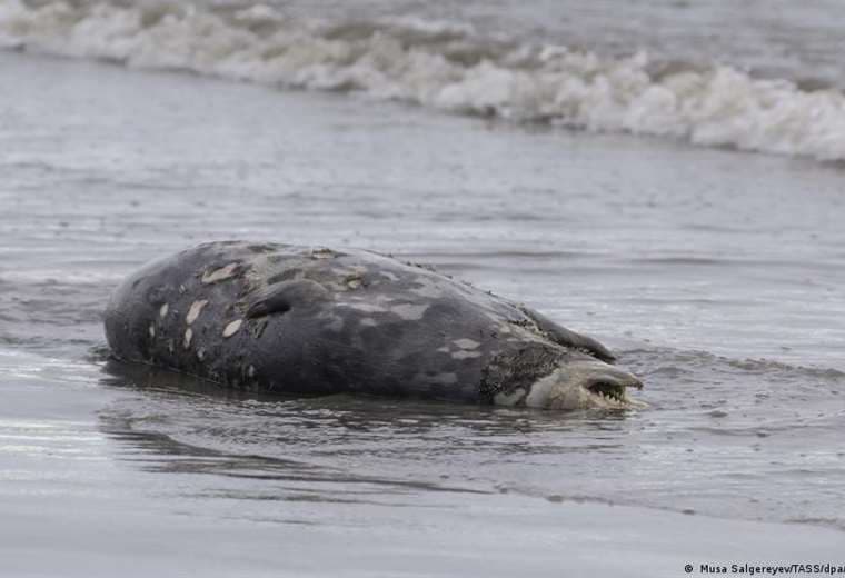 Investigan misteriosa muerte de 2.500 focas en playas rusas