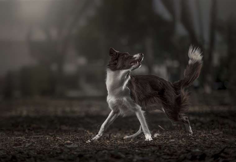 Fotógrafo de mascotas tico participa en mundial de fotografía