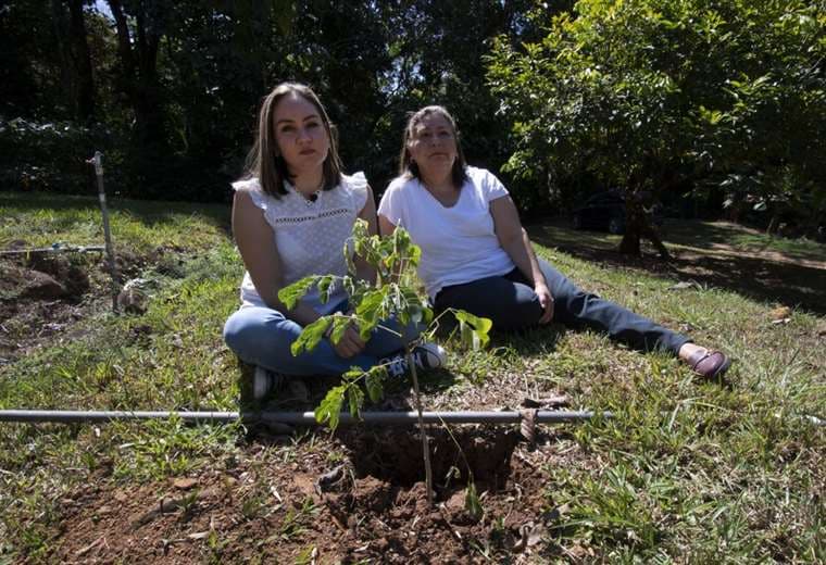 Fundación tica promueve siembra de 6 millones árboles en honor víctimas del COVID