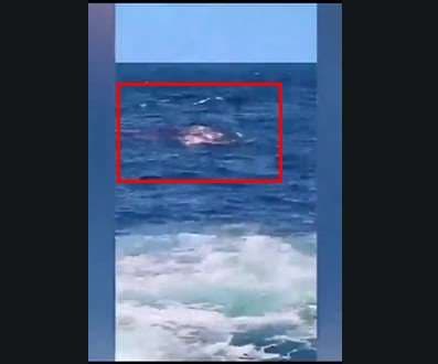 Video: Intentan cazar a tiburón que mató a un bañista en Australia