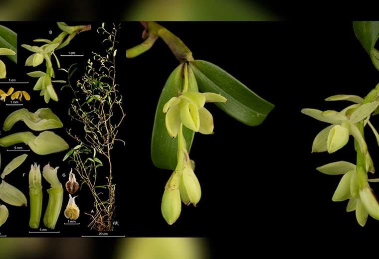 Descubren 20 nuevas especies de orquídeas en Costa Rica