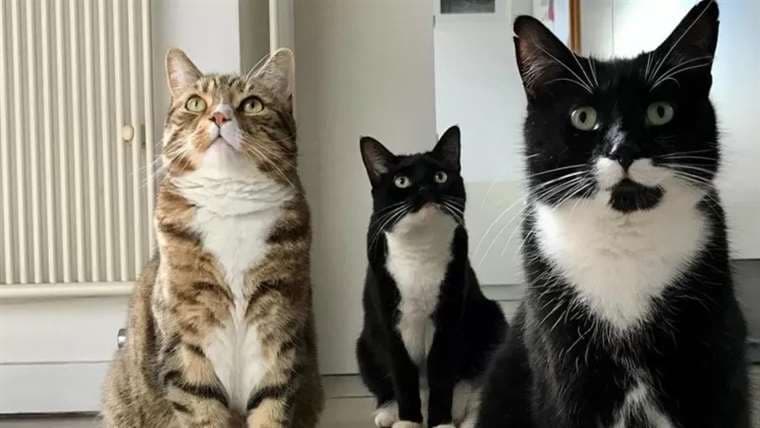 10 razas populares de gatos y sus temperamentos