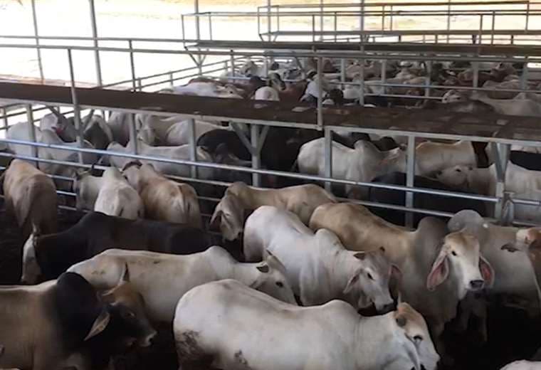 Este jueves se subastará el ganado decomisado por caso de lavado de dinero 