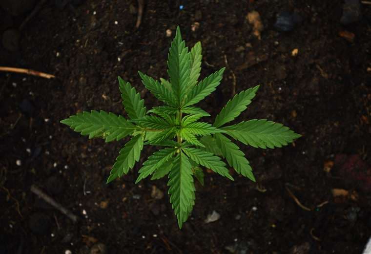 Legalizar marihuana dificultará aún más combate contra narcotráfico, dice PCD