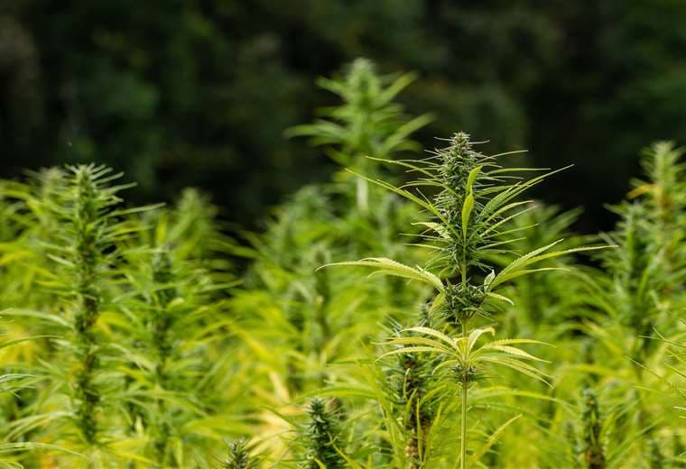 Gobierno firma reglamento para uso y comercio del cannabis medicinal