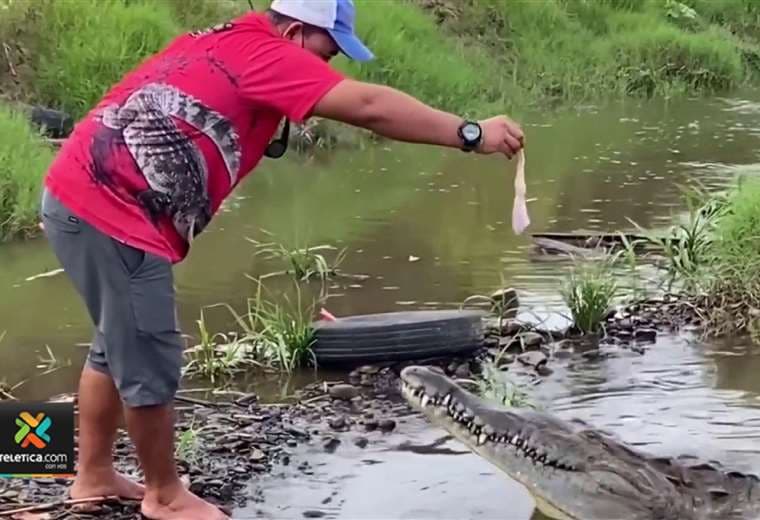 Tour operadores siguen alimentando a cocodrilos en el Río Tárcoles