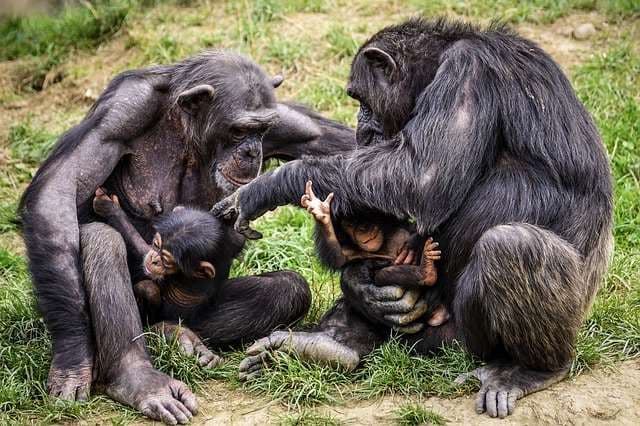 Observan por primera vez cómo chimpancés se aplican insectos en las heridas