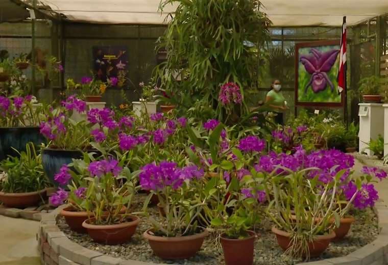 ¡No se pierda la Exposición Nacional de Orquídeas!