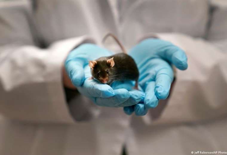 Terapia de "rejuvenecimiento" celular revierte signos de envejecimiento en ratones, según estudio