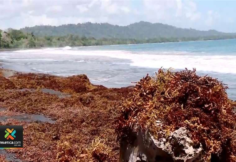 Caribe Sur reporta una caída en turismo por llegada de sargazo