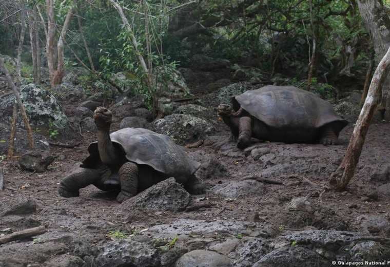 Hallan una nueva especie de tortuga gigante en las Islas Galápagos