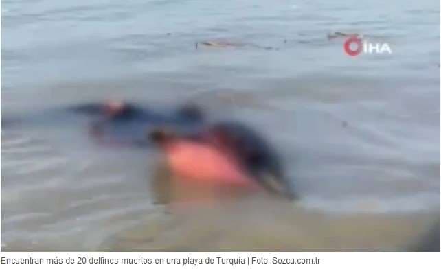 Más de 20 delfines encontrados muertos en una playa de Turquía