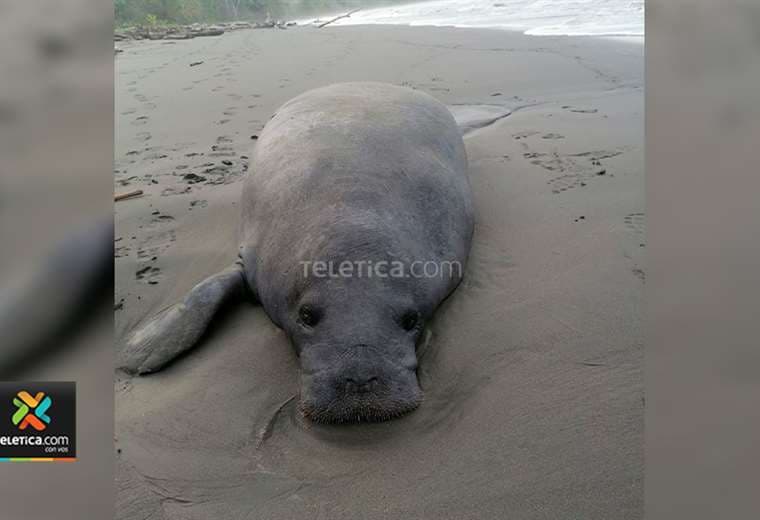 Manatí muere encallado en playa de Gandoca Manzanillo, Limón