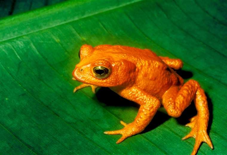 Cambio climático fue el responsable de la extinción del sapo dorado de Costa Rica
