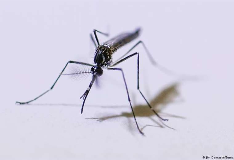 Una sola mutación convertiría al zika en un virus mucho más contagioso y peligroso