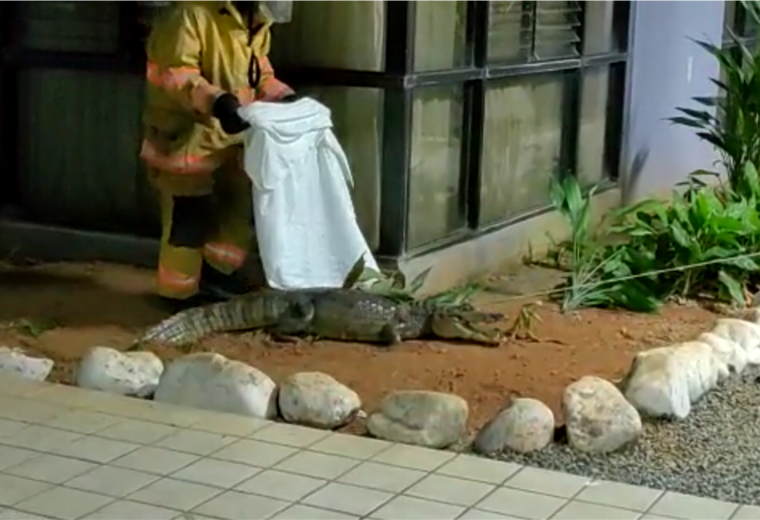 Bomberos atrapan caimán que se metió al Hospital de Quepos