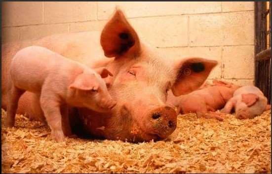 Incluso los cerdos merecen ser escuchados, aseguran investigadores