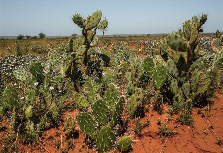 Incluso los cactus temen el calentamiento global