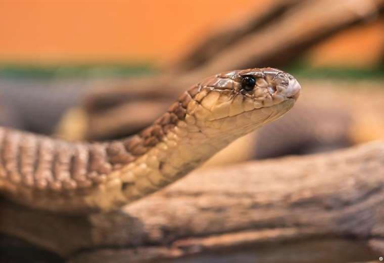 Una de cada cinco especies de reptiles está en peligro de extinción